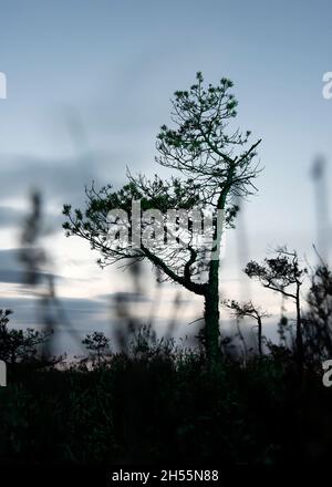 Luce verde astratta sull'albero in palude. Foto Stock