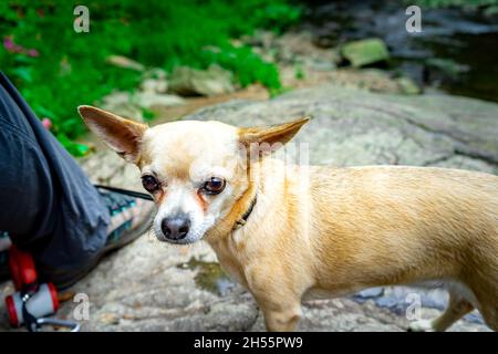 Escursioni con Leila il Chihuahua attraverso la Valle dei serpenti Fattendorf bassa Baviera Germania Foto Stock