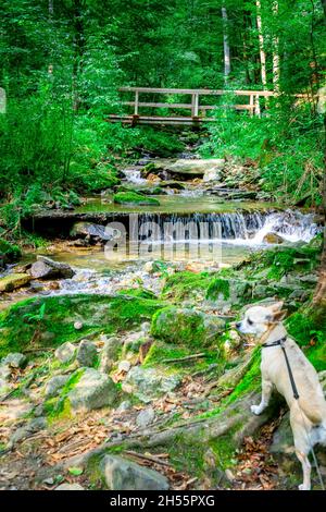 Escursioni con Leila il Chihuahua attraverso la Valle dei serpenti Fattendorf bassa Baviera Germania Foto Stock