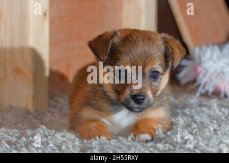 Crossbreed Chihuahua Terrier cucciolo Foto Stock