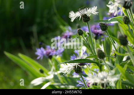 Fiori blu di cornflowers, bouquet rustico raccolto in estate situato su sfondo di legno Foto Stock