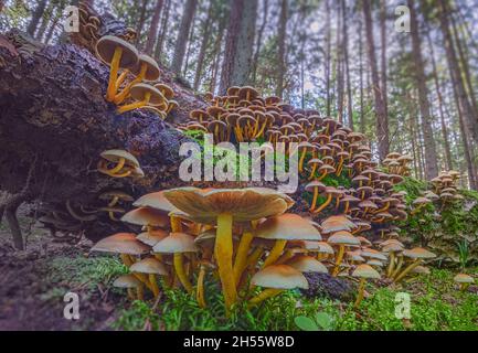 Funghi che crescono nella foresta, legno di Sheathed - Kuehneromyces mutabilis, Lituania Foto Stock