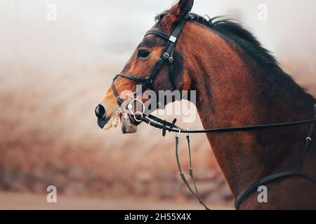 Ritratto di una baia bella cavallo veloce con una criniera scura e una brida sulla sua museruola, che galoppa. Sport equestri. Equitazione. Foto Stock