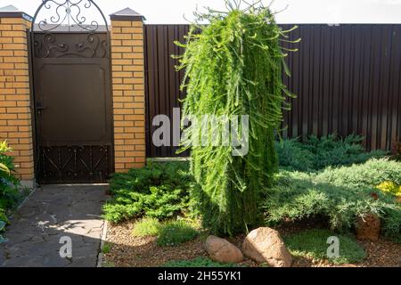 Picea abies Little Gem , raro conifer nano in giardino Foto Stock