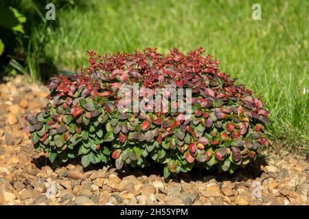 Cultivar Thunbergs Barberry Berberis thunbergi Rocket rosso in giardino roccioso. Cespuglio ornamentale brillante con foglie rosso-borgogna vivide, il fuoco è al foregro Foto Stock