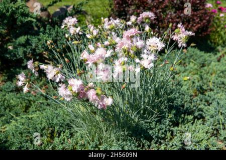 dianthus fiori, garofano rosa in bouquet, dolce william Foto Stock