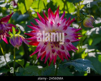 La dahlia (nome, Sorbet) nel giardino di dahlia Baden Baden vicino al vicolo lichtentaler. Baden-Baden, Baden Württemberg, Germania Foto Stock