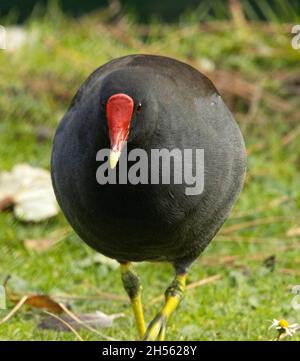 Le moorhens adulte hanno un distintivo scudo rosso brillante della fronte che le distingue dal loro parente leggermente più grande, il Coot. Camminare o nuotare Foto Stock