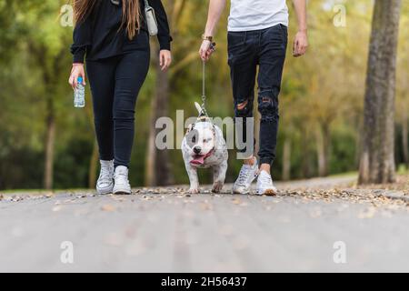Due persone che camminano su un parco con un cane americano Bully Foto Stock