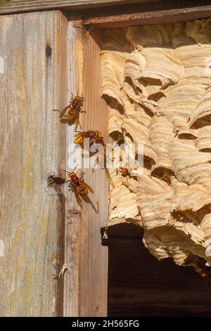 Cornets europei (Vespa crabro) all'esterno del loro legno coloniale segatura come masticato saliva aderire nido, in un capannone giardino. Ottobre, Norfolk, Regno Unito. Foto Stock