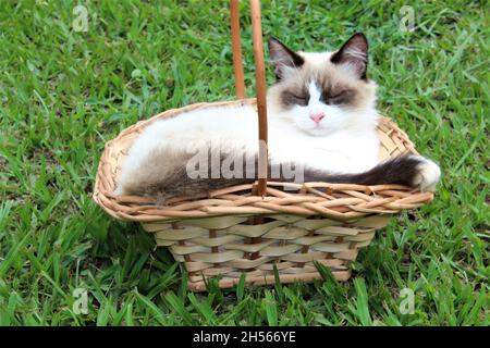 Bel gattino bianco che dorme in un cesto di legno in un giardino. Foto Stock