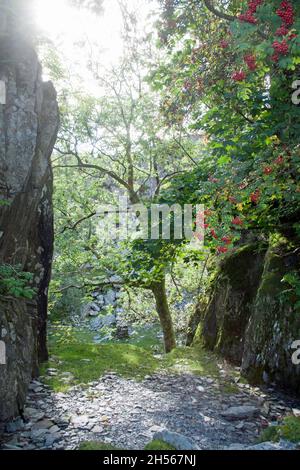 Alberi tra cui Rowan che crescono in un livello abbandonato di cava sulle pendici di Penny Rigg da Tilberthwaite Gill sotto Wetherlam Tilberthwaite Cumbria Foto Stock