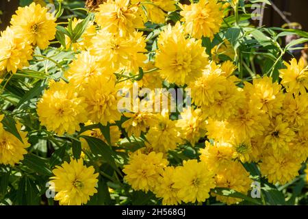 Giallo brillante perenne Glow dorato Rudbeckia laciniata pianta a doppio fiore.Rudbeckia laciniata fiori gialli in giardino Foto Stock