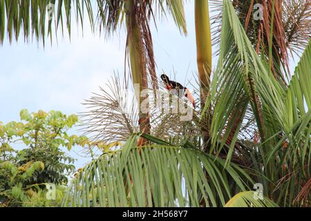Toucan libero in natura in un albero Bonito, Mato Grosso do sul. Brasile Foto Stock