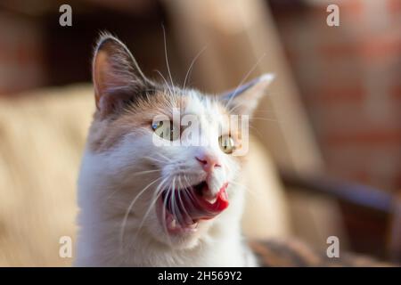 Gatto tricolore domestico con occhi giallo-verdi siede all'interno, lecca (mostra la lingua) e guardando via. Primo piano, messa a fuoco selettiva. Foto Stock