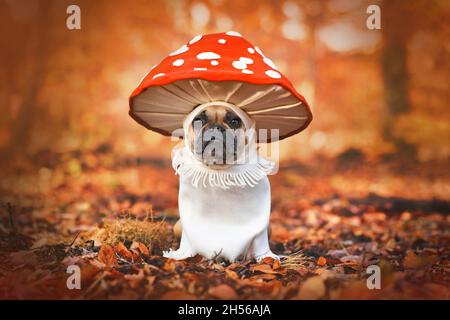 Cane Bulldog francese in costume da fungo agarico di mosca unico in piedi nella foresta arancione autunno Foto Stock