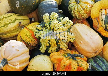 Zucca ornamentale a forma di stella verruca con pelle a strisce gialle e nere in mucchio di zucche colorate Foto Stock