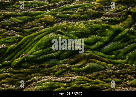 Texture astratta paludosa verde. Vista delle alghe e delle paludi da vicino. Sfondo astratto. Foto Stock
