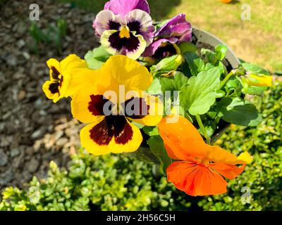 Viola tricolore crescere in vaso all'aperto. foto studio Foto Stock