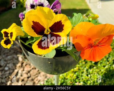 Viola tricolore crescere in vaso all'aperto. foto studio Foto Stock