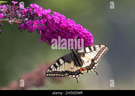 Coda di rondine con effetto terroso su buddleja Foto Stock