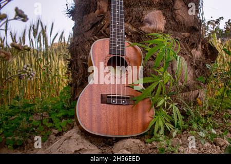 Canzone con marijuana. Ukulele canta canzoni con la natura. Il tocco della canzone è in mezzo alla natura. Foto Stock