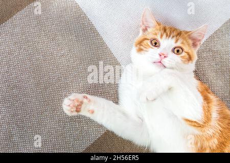 Ginger divertente gatto ritratto primo piano Foto Stock