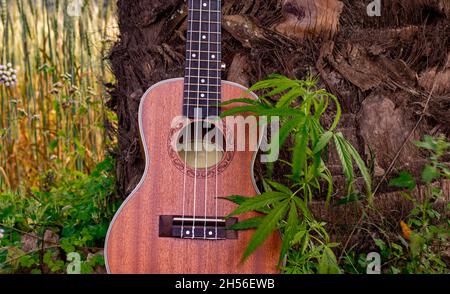 Canzone con marijuana. Ukulele canta canzoni con la natura. Il tocco della canzone è in mezzo alla natura. Foto Stock