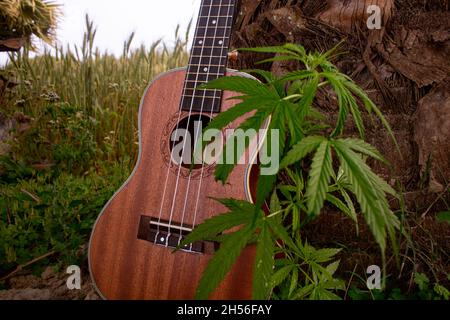 Canzone con marijuana. Ukulele canta canzoni con la natura. Il tocco della canzone è in mezzo alla natura. Foto Stock