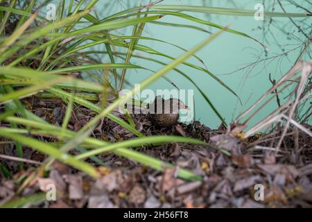 Stagno geotermico a Kuirau Park nella regione di Rotorua in Nuova Zelanda Foto Stock