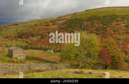 Swaledale in autunno con case di mucca in pietra o fienili, pietra a secco walling, rosso rowan bacche e bracken di colore russett, Yorkshire Dales, Regno Unito. LAN Foto Stock