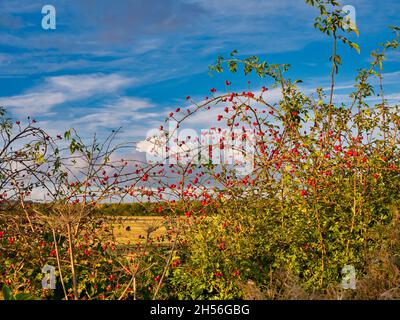 Bacche rosse selvatiche e non coltivate in un hedgerow rurale. In autunno, il pomeriggio è soleggiato. Foto Stock