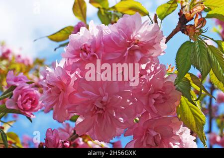 Sakura ramo con delicati fiori densi con petali rosa e. foglie verdi su un albero in un parco su un giorno di primavera Foto Stock