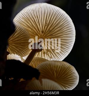 Parte inferiore di un gruppo di funghi porcellana che mostrano lamelle e stelo con luce che brilla attraverso i cappucci. Foto Stock