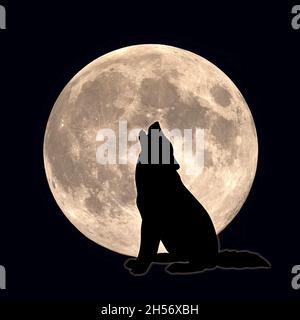 Un cane o un lupo urla sulla luna. L'emblema di un animale predatore. Un mammifero in natura Foto Stock