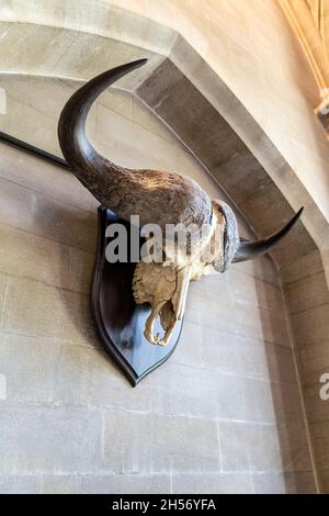 Il supporto cranio di bufala del Capo è appeso al muro del Castello di Arundel, West Sussex, Regno Unito Foto Stock