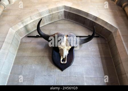 Il supporto cranio di bufala del Capo è appeso al muro del Castello di Arundel, West Sussex, Regno Unito Foto Stock