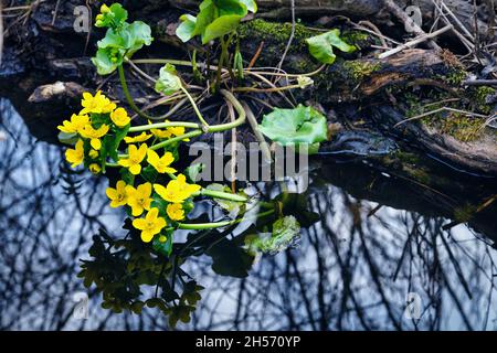 Primavera primaverile sulle paludi di Biebrza, paludi sulla riva e il loro riflesso in acqua, da vicino Foto Stock