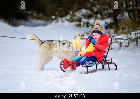 Una ragazza su una slitta gioca con il suo animale domestico Husky, giochi invernali con un cane. Passeggiata di Capodanno attraverso la foresta delle fate. Foto Stock