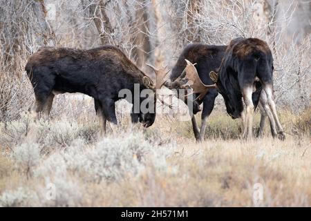 Bull alci in autunno Foto Stock