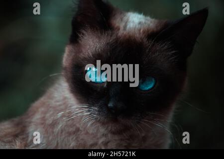 Gatto siamese con occhi blu Foto Stock