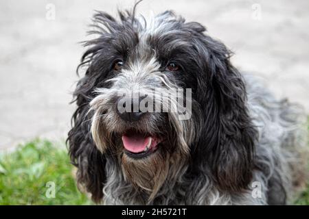 Inglese Cocker Spaniel, 8 anni, seduta di fronte alla natura sfondo Foto Stock