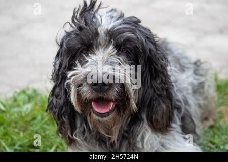 Spaniel, 8 anni, seduta di fronte alla natura sfondo Foto Stock