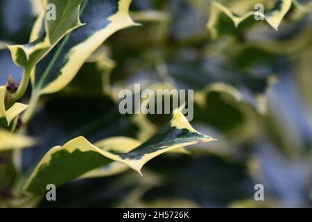 Ilex aquifolium 'Handsworth New Silver' Holly, primo piano di un ramo con sfondo scuro Foto Stock