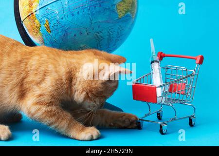 Globo, gattino e siringa in un carrello su sfondo blu Foto Stock