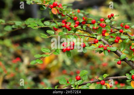 Pyracantha coccinea o cespuglio di fuoco con bacche rosse mature primo piano Foto Stock