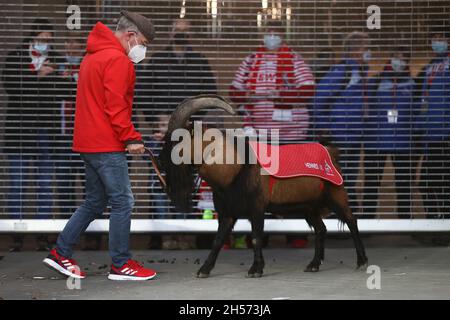 07 novembre 2021, Renania settentrionale-Vestfalia, Colonia: Calcio: Bundesliga, 1. FC Köln - 1. FC Union Berlin, Matchday 11 al RheinEnergieStadion. La mascotte di Colonia billy capra Hennes IX può essere visto nello stadio prima della partita. NOTA IMPORTANTE: In conformità con le norme della DFL Deutsche Fußball Liga e della DFB Deutscher Fußball-Bund (Associazione tedesca di calcio), è vietato utilizzare o utilizzare fotografie scattate nello stadio e/o della partita sotto forma di immagini di sequenza e/o di serie fotografiche video-simili. Foto: Rolf Vennenbernd/dpa Foto Stock