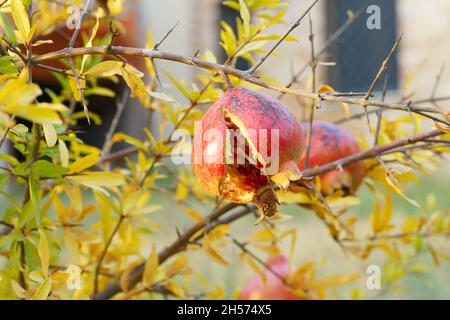 Melograno spaccato, con al suo interno semi rossi succosi, appeso sul ramo verde in giardino a San Giovanni d'Asso, Siena, Toscana, Italia Foto Stock