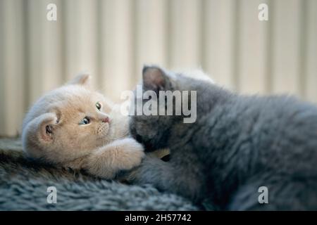Primo piano di due adorabili gattini che si accoccolano insieme giacendo sul tappeto Foto Stock
