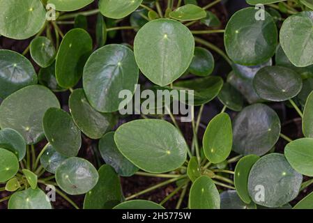 Una vista dall'alto di Pilea peperomioides anche conosciuta come pianta monetaria cinese Foto Stock